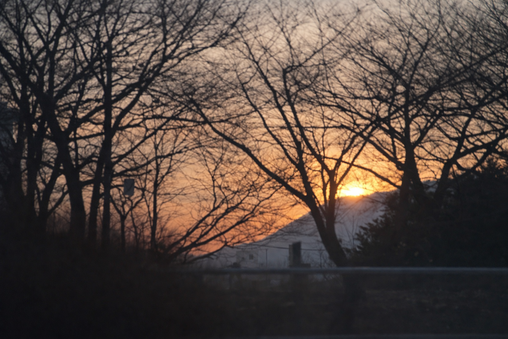 2025年を見送る象徴的な大晦日の日の出と、言葉を象徴する期から伸びた枝のシルエット